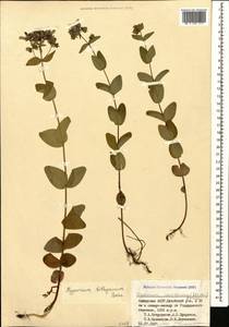 Hypericum bithynicum Boiss., Caucasus, Georgia (K4) (Georgia)