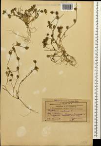 Trifolium scabrum L., Caucasus, Azerbaijan (K6) (Azerbaijan)
