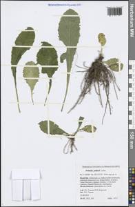 Primula elatior subsp. pallasii (Lehm.) W. W. Sm. & Forrest, Siberia, Baikal & Transbaikal region (S4) (Russia)