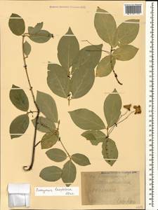 Euonymus leiophloeus Steven, Caucasus, Black Sea Shore (from Novorossiysk to Adler) (K3) (Russia)