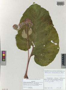 Arctium tomentosum Mill., Siberia, Altai & Sayany Mountains (S2) (Russia)