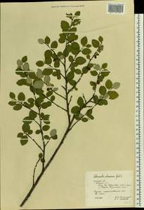 Cotoneaster alaunicus Golitsin, Eastern Europe, Central forest-and-steppe region (E6) (Russia)