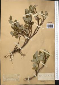 Salix hastata L., Middle Asia, Dzungarian Alatau & Tarbagatai (M5) (Kazakhstan)