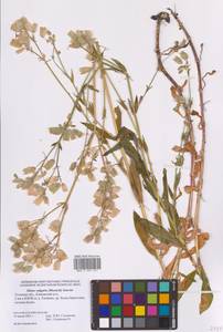 Silene vulgaris (Moench) Garcke, Eastern Europe, Central region (E4) (Russia)