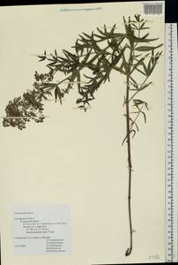 Galium rubioides L., Eastern Europe, Central region (E4) (Russia)