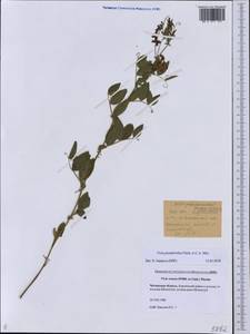 Vicia pseudorobus Fisch. & C.A.Mey., Siberia, Baikal & Transbaikal region (S4) (Russia)