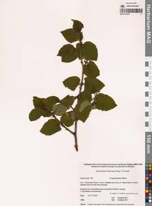 Alnus alnobetula subsp. fruticosa (Rupr.) Raus, Siberia, Chukotka & Kamchatka (S7) (Russia)