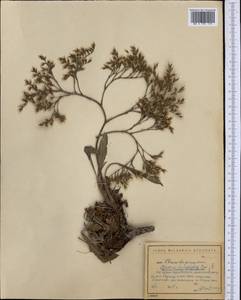Limonium platyphyllum Lincz., Western Europe (EUR) (Bulgaria)