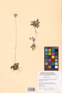 Primula farinosa L., Siberia, Altai & Sayany Mountains (S2) (Russia)