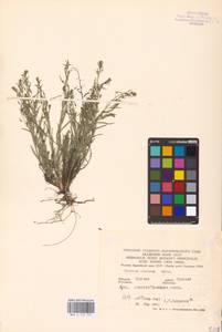 Thesium ramosum Hayne, Eastern Europe, Central forest-and-steppe region (E6) (Russia)