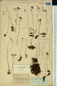 Saxifraga bronchialis subsp. bronchialis, Siberia, Baikal & Transbaikal region (S4) (Russia)