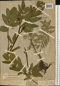 Sium latifolium L., Eastern Europe, Central region (E4) (Russia)