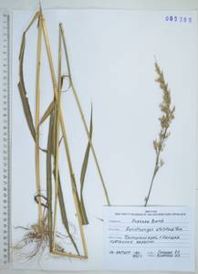 Spodiopogon sibiricus Trin., Siberia, Russian Far East (S6) (Russia)