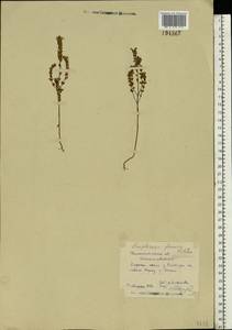 Euphrasia officinalis subsp. officinalis, Eastern Europe, North-Western region (E2) (Russia)