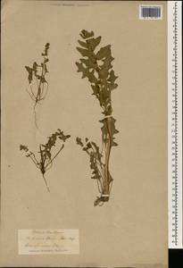 Spinacia tetrandra M. Bieb., South Asia, South Asia (Asia outside ex-Soviet states and Mongolia) (ASIA) (Iran)