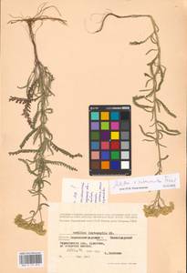Achillea ×submicrantha Tzvelev, Eastern Europe, North Ukrainian region (E11) (Ukraine)