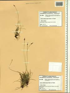 Carex melanocarpa Cham. ex Trautv., Siberia, Central Siberia (S3) (Russia)