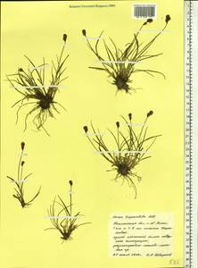 Carex lachenalii subsp. lachenalii, Siberia, Western Siberia (S1) (Russia)