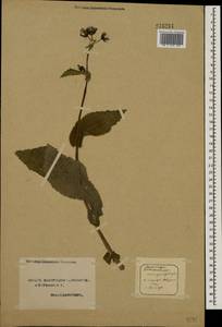 Sonchus asper (L.) Hill, Eastern Europe, Northern region (E1) (Russia)