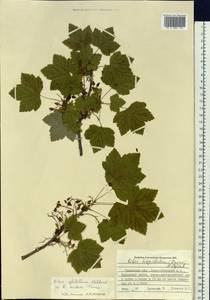 Ribes spicatum subsp. lapponicum Hyl., Siberia, Western Siberia (S1) (Russia)
