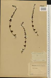 Veronica serpyllifolia L., Eastern Europe, Moscow region (E4a) (Russia)