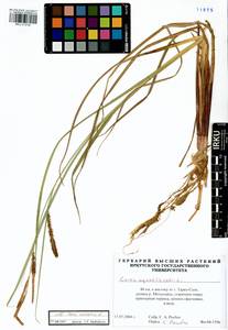 Carex vesicaria L., Siberia, Western Siberia (S1) (Russia)