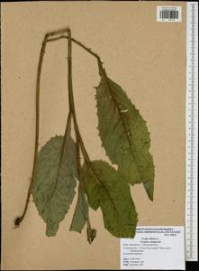 Crepis sibirica L., Eastern Europe, Central region (E4) (Russia)