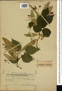 Tilia croizatii Chun & H. D. Wong, Caucasus, Azerbaijan (K6) (Azerbaijan)