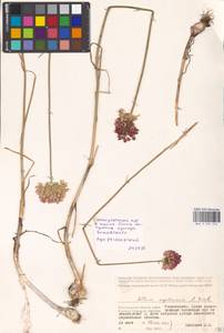 Allium regelianum A.K.Becker, Eastern Europe, Lower Volga region (E9) (Russia)