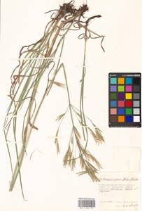 Bromus riparius Rehmann, Eastern Europe, Moscow region (E4a) (Russia)