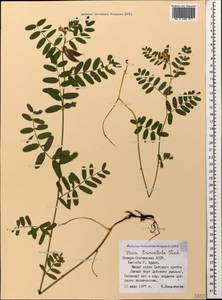 Vicia abbreviata Spreng., Caucasus, North Ossetia, Ingushetia & Chechnya (K1c) (Russia)