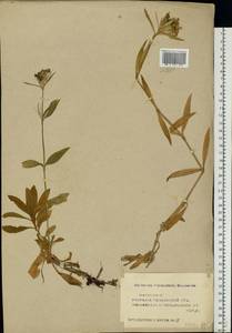 Dianthus barbatus, Eastern Europe, Middle Volga region (E8) (Russia)