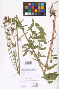 Crepis biennis L., Eastern Europe, Central region (E4) (Russia)