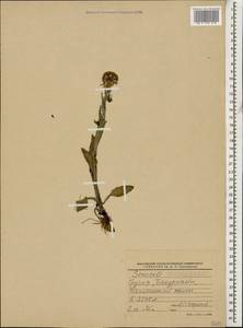 Tephroseris integrifolia subsp. caucasigena (Schischk.) Greuter, Caucasus, Georgia (K4) (Georgia)