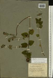 Clinopodium caucasicum Melnikov, Eastern Europe, Lower Volga region (E9) (Russia)
