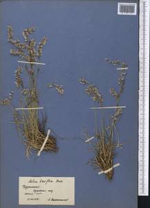 Melica persica Kunth, Middle Asia, Pamir & Pamiro-Alai (M2) (Turkmenistan)