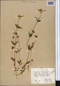 Gentianella turkestanorum (Gandoger) Holub, Middle Asia, Western Tian Shan & Karatau (M3) (Kyrgyzstan)