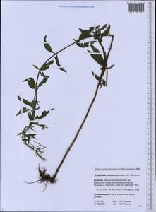 Epilobium pseudorubescens A. K. Skvortsov, Siberia, Baikal & Transbaikal region (S4) (Russia)