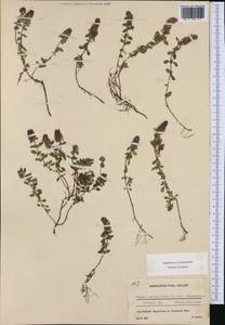 Thymus pulegioides subsp. pulegioides, Western Europe (EUR) (Switzerland)