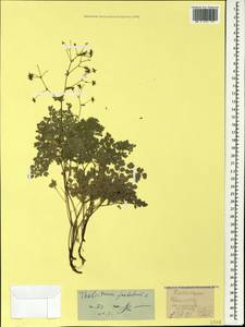Thalictrum foetidum L., Caucasus, Stavropol Krai, Karachay-Cherkessia & Kabardino-Balkaria (K1b) (Russia)