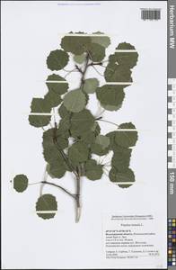 Populus tremula L., Eastern Europe, Lower Volga region (E9) (Russia)