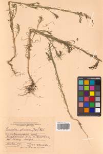 Suaeda glauca (Bunge) Bunge, Siberia, Russian Far East (S6) (Russia)