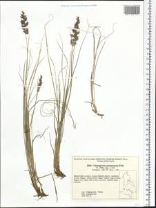Calamagrostis purpurascens R.Br., Siberia, Russian Far East (S6) (Russia)