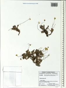 Draba pilosa Adams ex DC., Siberia, Central Siberia (S3) (Russia)