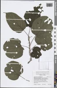 Actinidia arguta (Siebold & Zucc.) Planch. ex Miq., Siberia, Russian Far East (S6) (Russia)
