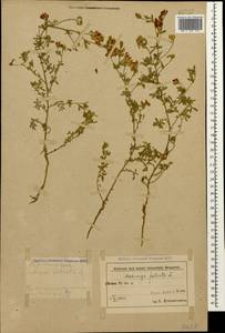 Medicago falcata L., Caucasus, Azerbaijan (K6) (Azerbaijan)