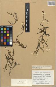 Cassiope lycopodioides subsp. cristapilosa Calder & Taylor, America (AMER) (Canada)