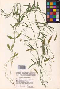 Lathyrus hirsutus L., Eastern Europe, Lower Volga region (E9) (Russia)
