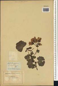 Pelargonium odoratissimum (L.) L'Her. ex [Soland.], Africa (AFR) (Not classified)