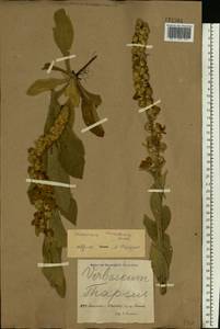 Verbascum densiflorum Bertol., Eastern Europe, North Ukrainian region (E11) (Ukraine)